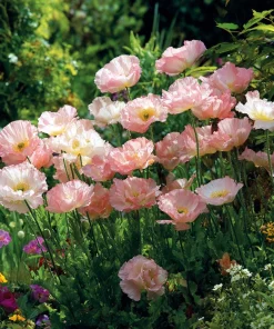 Silky Chiffon Poppy Seeds - Appleblossom - 100 Seeds - Delicate Pink & Apricot Blooms - Image 3