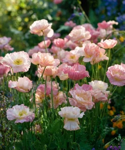 Silky Chiffon Poppy Seeds - Appleblossom - 100 Seeds - Delicate Pink & Apricot Blooms - Image 5