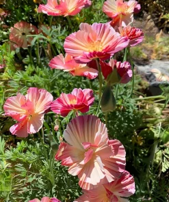 Silky Chiffon Poppy Seeds - Appleblossom - 100 Seeds - Delicate Pink & Apricot Blooms - Image 6