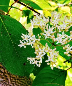 Silky Dogwood Shrub Seeds - Cornus Amomum - White Flowers, Blue Berries - 20 Seeds - Image 2