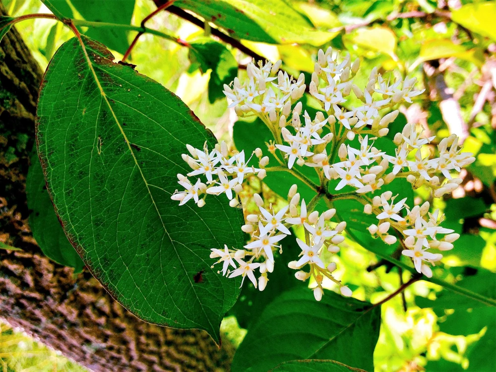 Silky Dogwood Shrub Seeds - Cornus Amomum - White Flowers, Blue Berries - 20 Seeds - Image 2