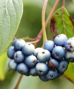 Silky Dogwood Shrub Seeds - Cornus Amomum - White Flowers, Blue Berries - 20 Seeds - Image 3