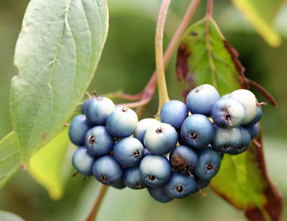 Silky Dogwood Shrub Seeds - Cornus Amomum - White Flowers, Blue Berries - 20 Seeds - Image 3