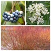 Silky Dogwood Shrub Seeds - Cornus Amomum - White Flowers, Blue Berries - 20 Seeds - Image 1