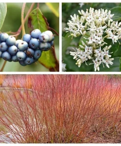 Silky Dogwood Shrub Seeds - Cornus Amomum - White Flowers, Blue Berries - 20 Seeds - Image 1