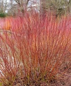 Silky Dogwood Shrub Seeds - Cornus Amomum - White Flowers, Blue Berries - 20 Seeds - Image 4