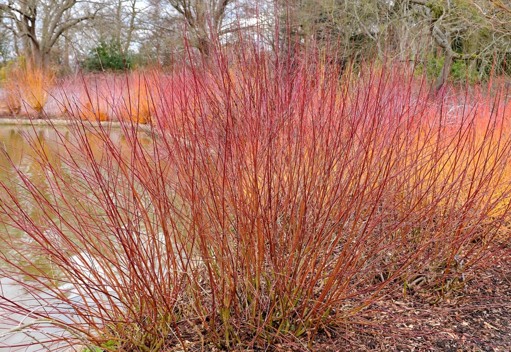 Silky Dogwood Shrub Seeds - Cornus Amomum - White Flowers, Blue Berries - 20 Seeds - Image 4