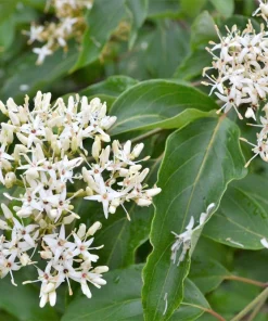 Silky Dogwood Shrub Seeds - Cornus Amomum - White Flowers, Blue Berries - 20 Seeds - Image 5