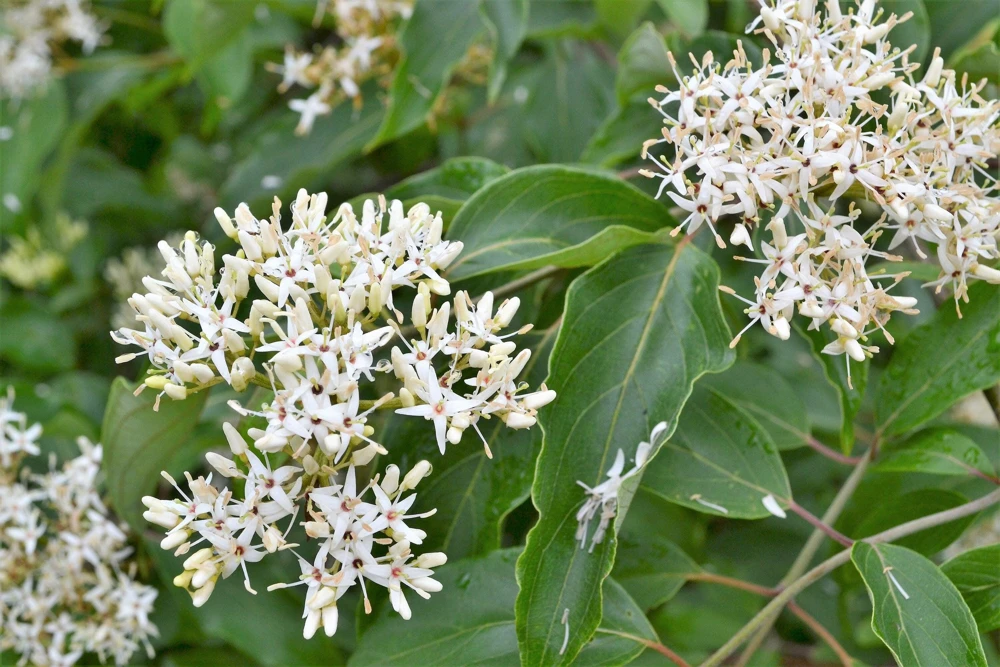 Silky Dogwood Shrub Seeds - Cornus Amomum - White Flowers, Blue Berries - 20 Seeds - Image 5