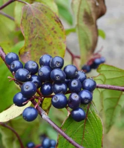 Silky Dogwood Shrub Seeds - Cornus Amomum - White Flowers, Blue Berries - 20 Seeds - Image 6
