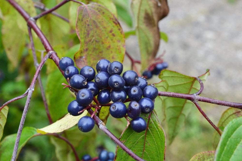 Silky Dogwood Shrub Seeds - Cornus Amomum - White Flowers, Blue Berries - 20 Seeds - Image 6