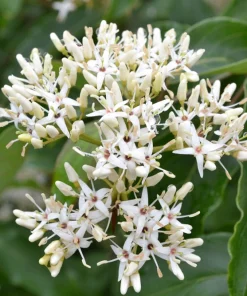 Silky Dogwood Shrub Seeds - Cornus Amomum - White Flowers, Blue Berries - 20 Seeds - Image 7