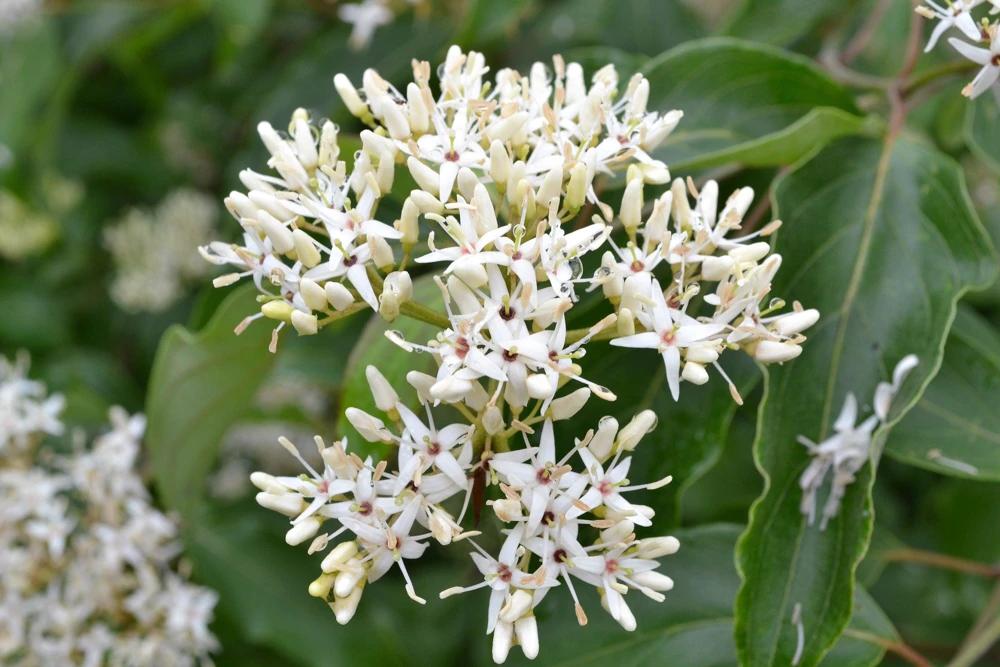 Silky Dogwood Shrub Seeds - Cornus Amomum - White Flowers, Blue Berries - 20 Seeds - Image 7