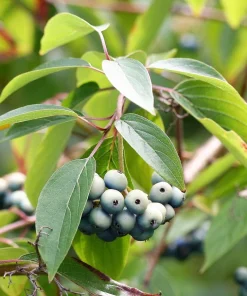 Silky Dogwood Shrub Seeds - Cornus Amomum - White Flowers, Blue Berries - 20 Seeds - Image 8