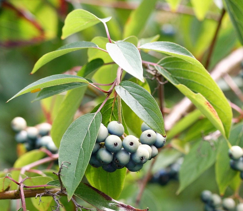 Silky Dogwood Shrub Seeds - Cornus Amomum - White Flowers, Blue Berries - 20 Seeds - Image 8