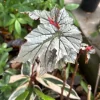 Silver Begonia Live Plant - Rare Metallic Foliage Houseplant - Image 1