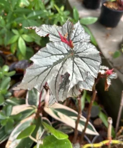 Silver Begonia Live Plant - Rare Metallic Foliage Houseplant - Image 1