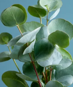 Silver Dollar Eucalyptus Seeds - 10 Seeds Eucalyptus Polyanthemos, Fragrant Leaves - Image 4