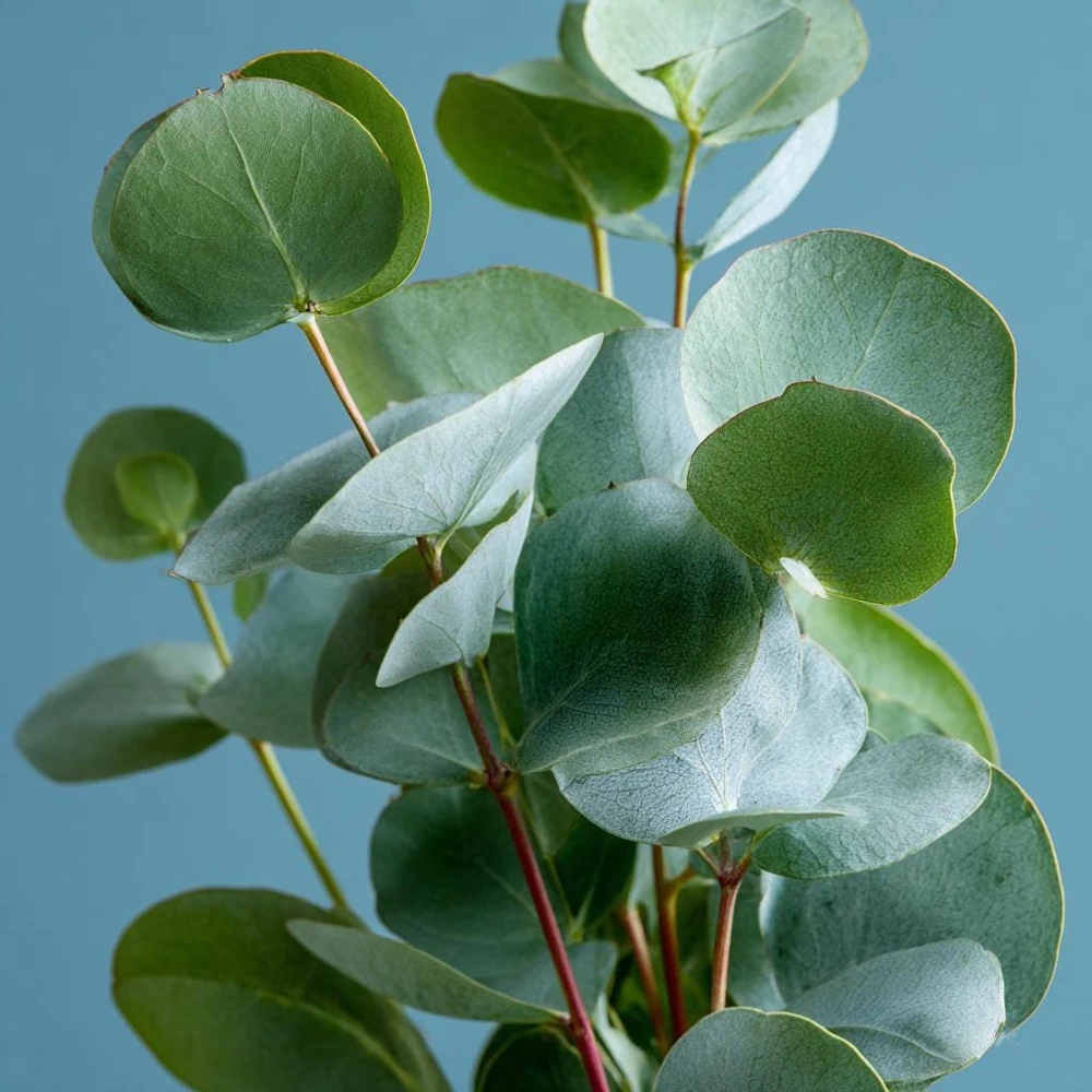 Silver Dollar Eucalyptus Seeds - 10 Seeds Eucalyptus Polyanthemos, Fragrant Leaves - Image 4