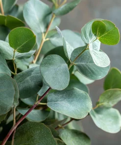 Silver Dollar Eucalyptus Seeds - 10 Seeds Eucalyptus Polyanthemos, Fragrant Leaves - Image 5