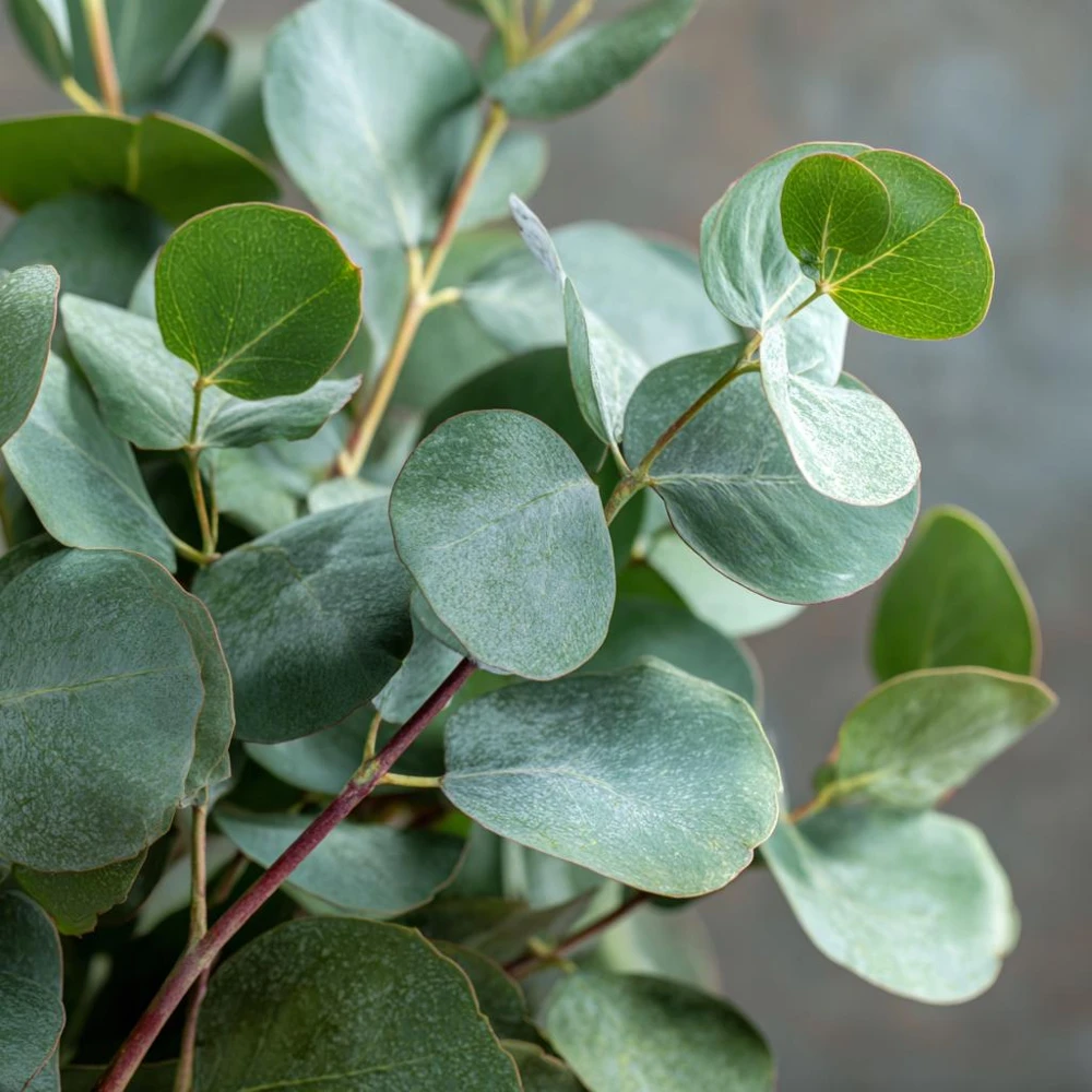 Silver Dollar Eucalyptus Seeds - 10 Seeds Eucalyptus Polyanthemos, Fragrant Leaves - Image 5
