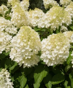 Silver Dollar Hydrangea Live Plant - Color Changing Blooms, Hardy Shrub, 6-12" Tall, 4" Pot - Image 2
