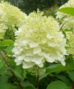 Silver Dollar Hydrangea Live Plant - Color Changing Blooms, Hardy Shrub, 6-12