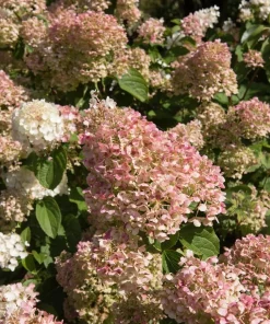 Silver Dollar Hydrangea Live Plant - Color Changing Blooms, Hardy Shrub, 6-12