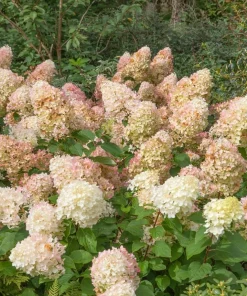 Silver Dollar Hydrangea Live Plant - Color Changing Blooms, Hardy Shrub, 6-12