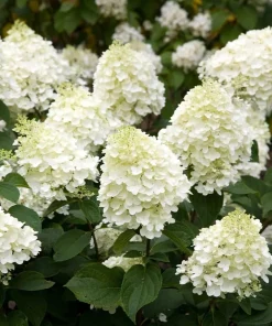 Silver Dollar Hydrangea Live Plant - Color Changing Blooms, Hardy Shrub, 6-12