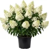 Silver Dollar Hydrangea Live Plant - Color Changing Blooms, Hardy Shrub, 6-12" Tall, 4" Pot - Image 1