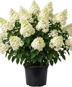 Silver Dollar Hydrangea Live Plant - Color Changing Blooms, Hardy Shrub, 6-12" Tall, 4" Pot - Image 1