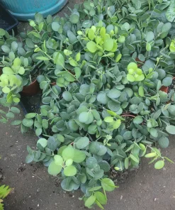 Silver Dollar Plant Live Succulent - Xerosicyos Danguyi 4in Pot - Image 2