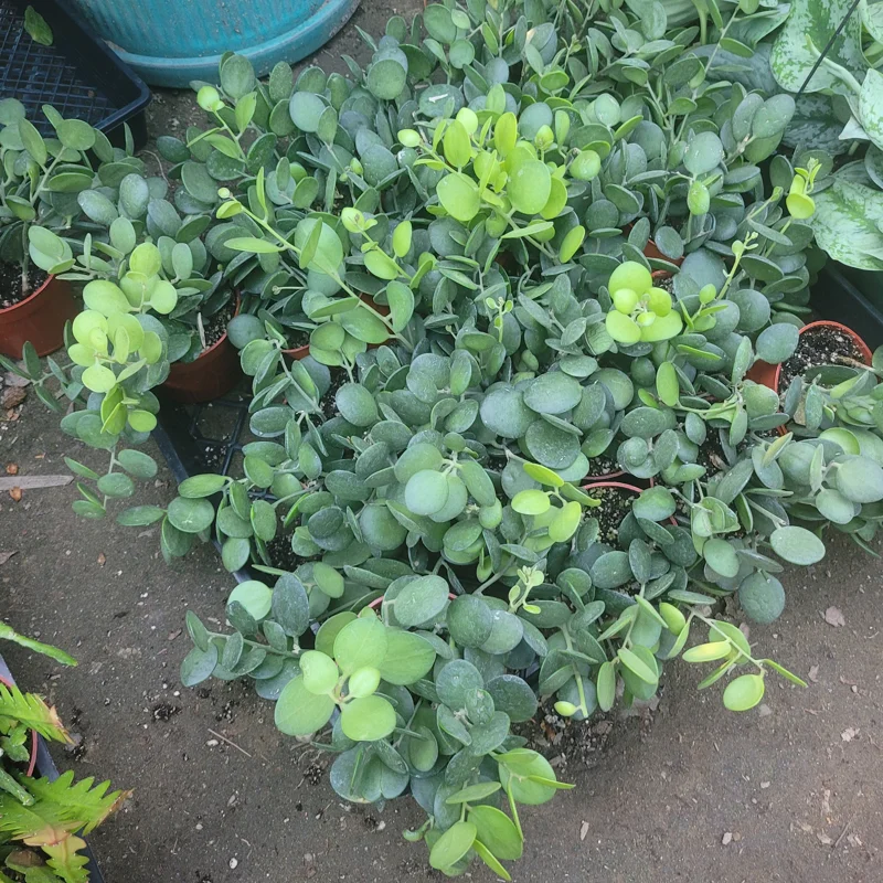 Silver Dollar Plant Live Succulent - Xerosicyos Danguyi 4in Pot - Image 2