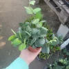 Silver Dollar Plant Live Succulent - Xerosicyos Danguyi 4in Pot - Image 1