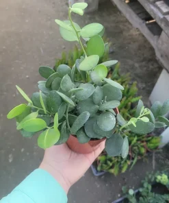 Silver Dollar Plant Live Succulent - Xerosicyos Danguyi 4in Pot - Image 1