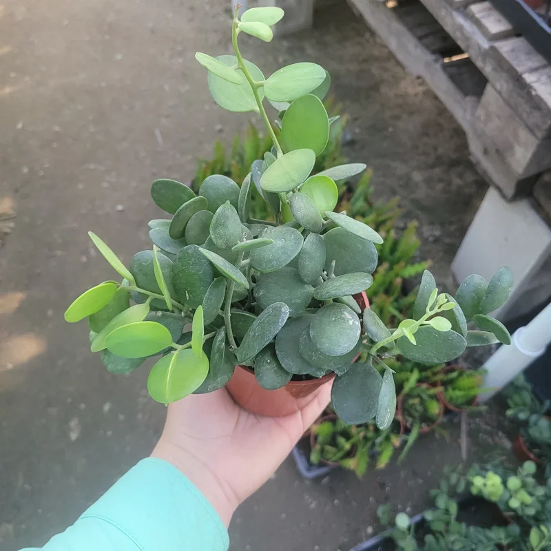 Silver Dollar Plant Live Succulent - Xerosicyos Danguyi 4in Pot - Image 1