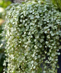 Silver Falls Dichondra Seeds - 10 Pack, Cascading Foliage, Drought Tolerant - Image 2