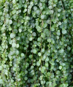 Silver Falls Dichondra Seeds - 10 Pack, Cascading Foliage, Drought Tolerant - Image 3