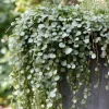 Silver Falls Dichondra Seeds - 10 Pack, Cascading Foliage, Drought Tolerant - Image 1