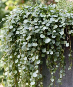 Silver Falls Dichondra Seeds - 10 Pack, Cascading Foliage, Drought Tolerant - Image 1