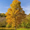 Silver Maple Tree Live Plant - 10-16" Tall, Quart Pot - Fast Growing Shade Tree - Image 1