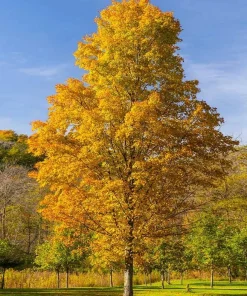 Silver Maple Tree Live Plant - 10-16