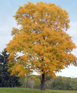Silver Maple Tree Live Plant - 10-16