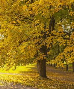 Silver Maple Tree Live Plant - 10-16