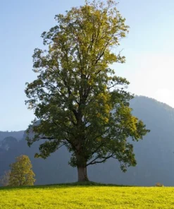 Silver Maple Tree Live Plant - 10-16