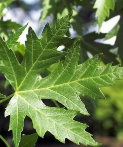 Silver Maple Tree Live Plant - 10-16