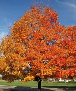 Silver Maple Tree Live Plant - 10-16