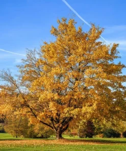 Silver Maple Tree Live Plant - 10-16