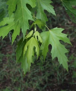 Silver Maple Tree Rooted Plants - 2 Pack, Fast Growing Shade Trees, Outdoor - Image 2
